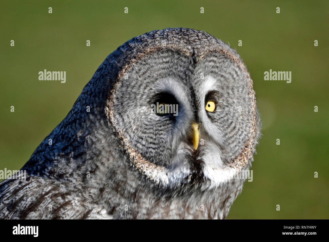 Grey owl in the Birds of Prey Flying Display at the Woburn Safari Park, Woburn, Bedfordshire, UK Stock Photo