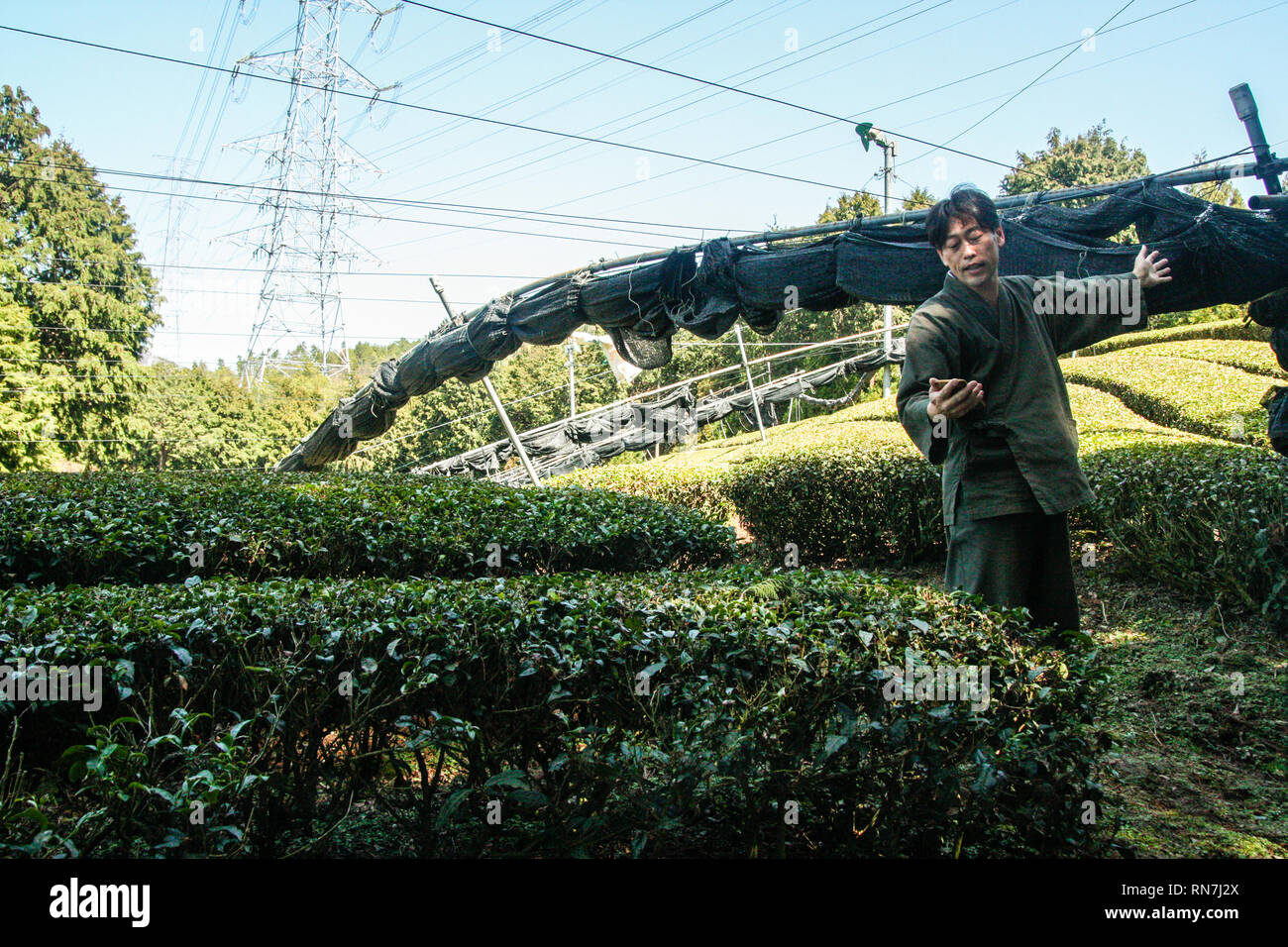 Gyokuro Tea growing in Uji, Kyoto, Japan Stock Photo