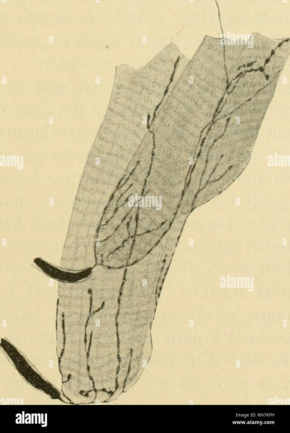 . Anatomischer Anzeiger. Anatomy, Comparative; Anatomy, Comparative. 433 special! che la fan no sempre riconoscere dai Cespugli del Kühne. Vi sono nuclei chiari, specialnaente laddove il cilindro dell'asse da le sue prime diramazioni. Anche nella Rana esculenta neimuscoli dorsali non ho fin ora trovati Fusi neuro-niuscolari ne Piastre terminali di Ciaccio. Bufo viridis. Esemplari adulti, come nelle specie auzidette, nei muscoli dorsali di questo Anfibio vi sono plessi di fibre mieliniche addossati alle due faccie dei miocommi. Queste fibre hanno le stesse caratteristiche. Sono allargate, nastr Stock Photo