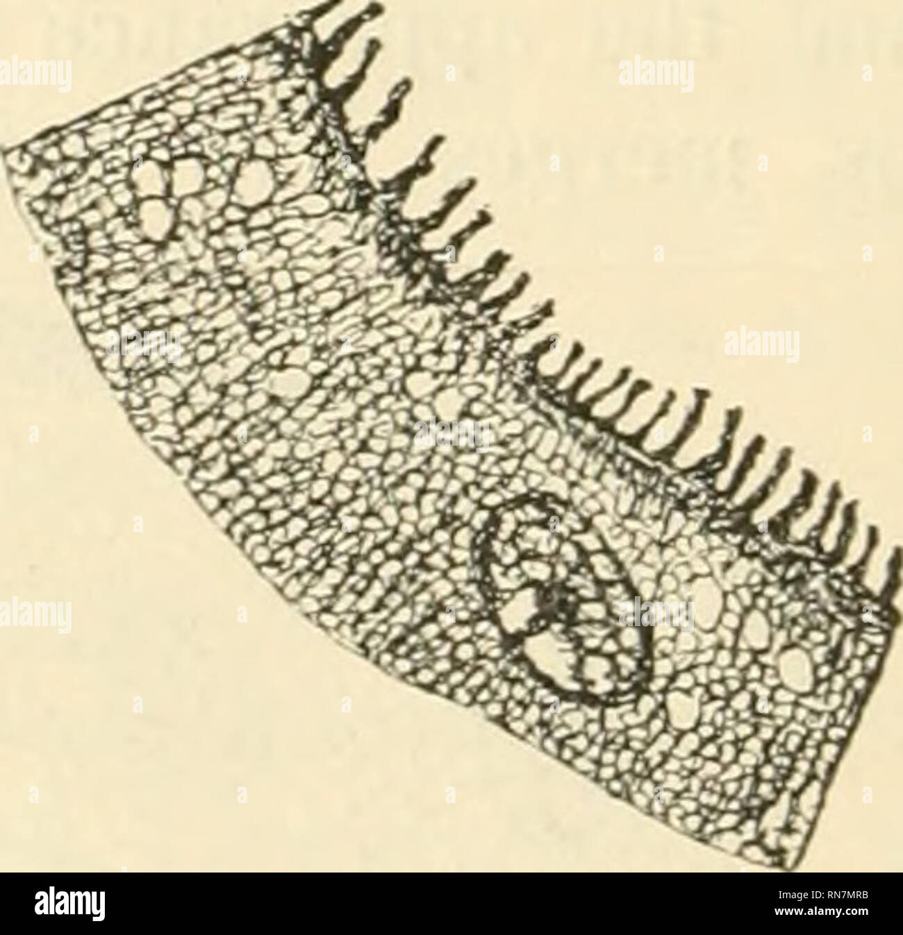 . Anatomischer Anzeiger. Anatomy, Comparative; Anatomy, Comparative