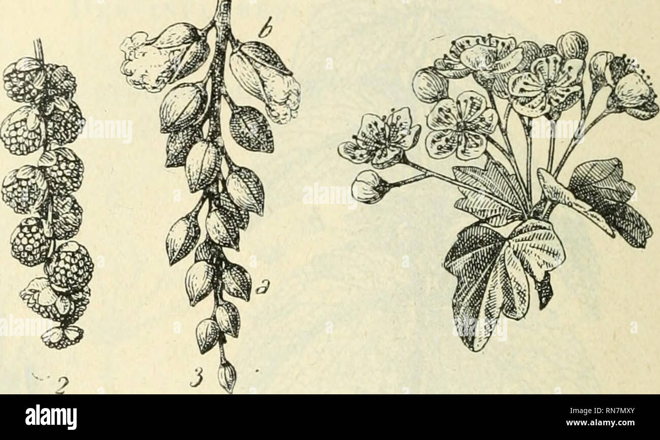 . Anatomie et physiologie végétales à l'usage des étudiants en sciences naturelles des universités, des élèves à l'Institut agronomique, des écoles d'agriculture, etc. Plant anatomy; Plant physiology. CONFOHMATION DK LA l'IJU'U sccoiidain'S plus pclits. qui à leur tour [)ro(luis('nl des [x'-di- cellcs Icriiairos, oie. (Juîuul la ramilication ne s'edeclue (|u&quot;une seule l'ois, la grappe est dite simple ((Troseillier, iig-. 9Ul ; Peuplier, lig'. 903, S)] quand elle se répète, la grappe est composée fLilas, N'igne). 2&quot; Dans la ci/me (iig. 913 et 914), le pédicelle pi-incipal se borne à p Stock Photo