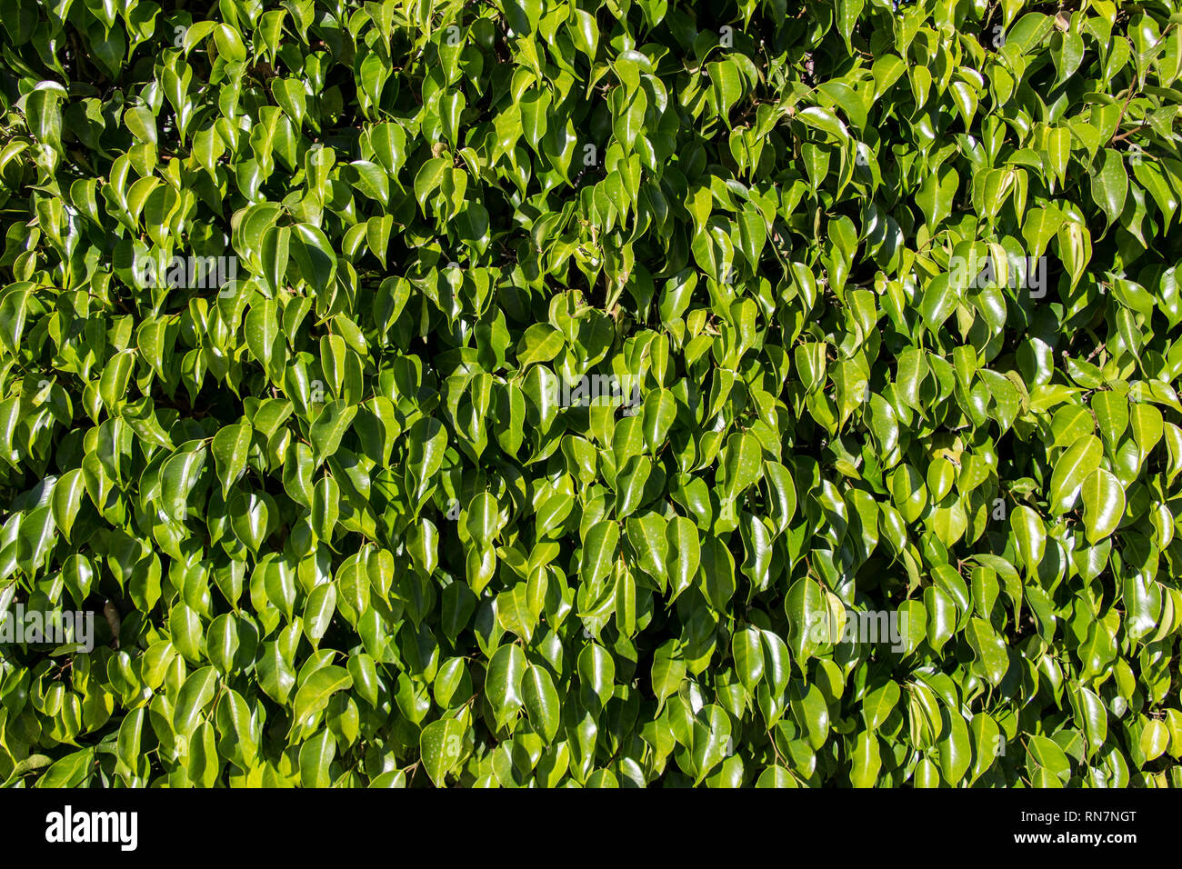 green leafs background, green leaves wall backdrop Stock Photo Alamy