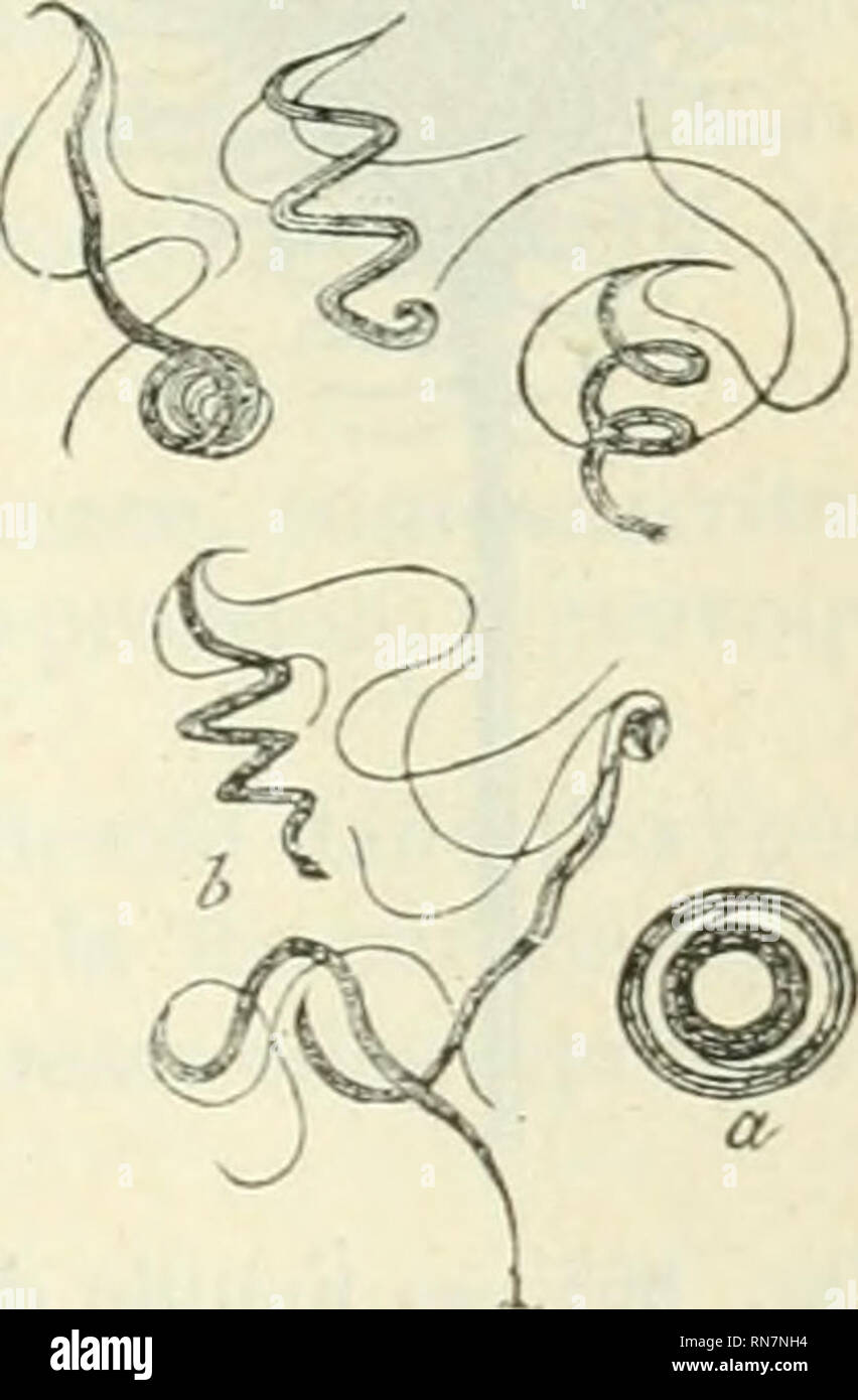 . Anatomie et physiologie végétales à l'usage des étudiants en sciences naturelles des universités, des élèves à l'Institut agronomique, des écoles d'agriculture, etc. Plant anatomy; Plant physiology. Fig. .Sli:i. Fig. 8G4. Fig. 8Go. — Formation do? anlljérozoïdi's de rAngioplciidi' {Anc/iopteris evecta, Filicinéc). — a, nioinbrano do la follulo iik'iv de l&quot;anthérozoïdo: h. son novau, à doux nuclrolos ; c. noyau rappioclié do la paroi ; d, le iiiriiir iiiiiiK' ; /?/&quot;, cils vibratilcs autour du noyau, lace et proJil ; «y, corps spirale, nucléaire, di&gt;. ranihérozoïde ; /&quot;, cils Stock Photo