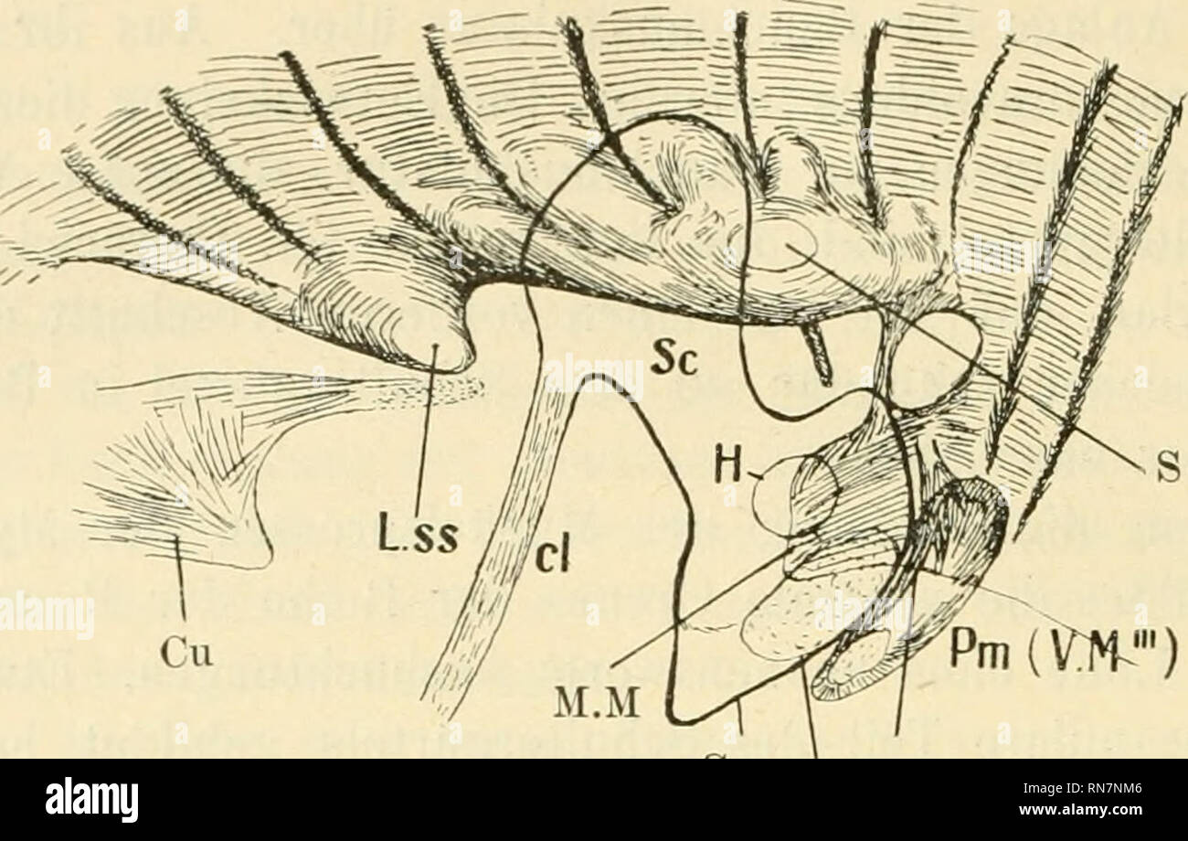 . Anatomischer Anzeiger. Anatomy, Comparative; Anatomy, Comparative. 490 Muskelaulage (Fig. 5 u. 6 Cu). Diese Anlage wächst caudalwärts und heftet sich endlich an die Clavicula an. Aus ihr bildet sich der M. cucuUaris s. trapezius und sterno-episterno-cleido-mastoideus aus. 234 56 7 89 10 11. +L.S.P Cor ' p.m UM'' Fig. 6. Ascalabotes, älterer Embryo, Schultergürtel und Muskelanlagen, nach Sagittalschnitten rekonstruiert. Pm, p.m M. und N. peetoralis major. U.3I&quot; Mittlere Schicht der ventromedialen Muskelanlage. 2—11 Myotome. Die übrigen Bezeichnungen M'ie auf Fig. 5. Auf die Frage, von wo Stock Photo