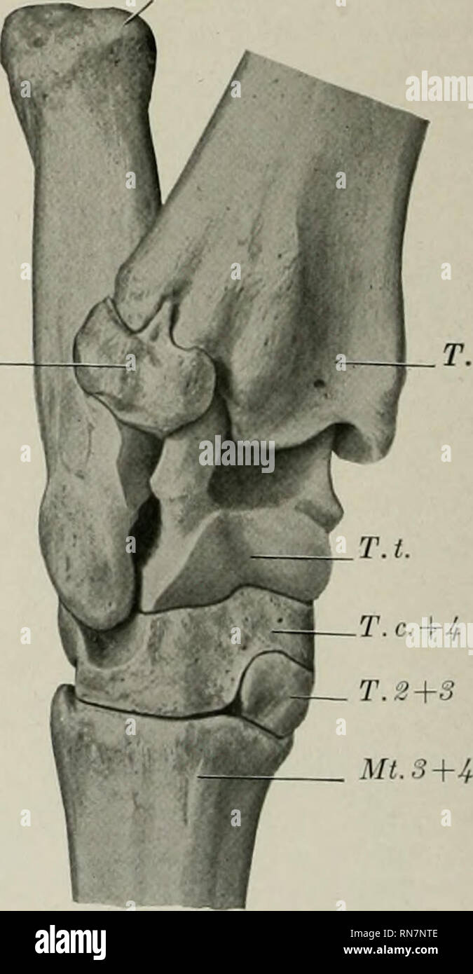 . The anatomy of the domestic animals. Veterinary anatomy. M.l. T. 2+S
