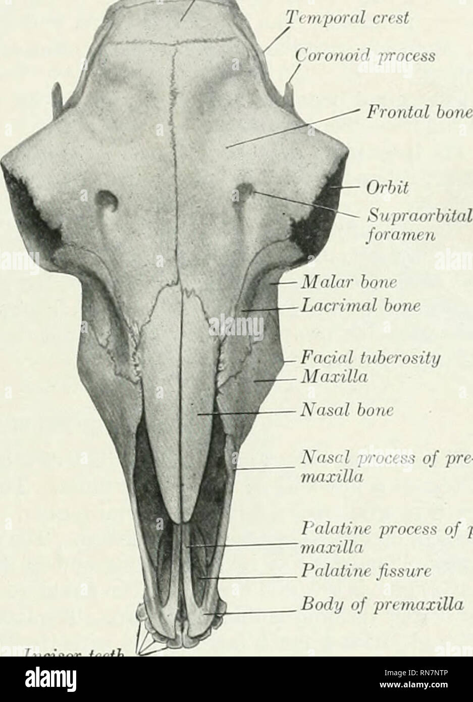 Skull bones of animals, Veterinary Anatomy