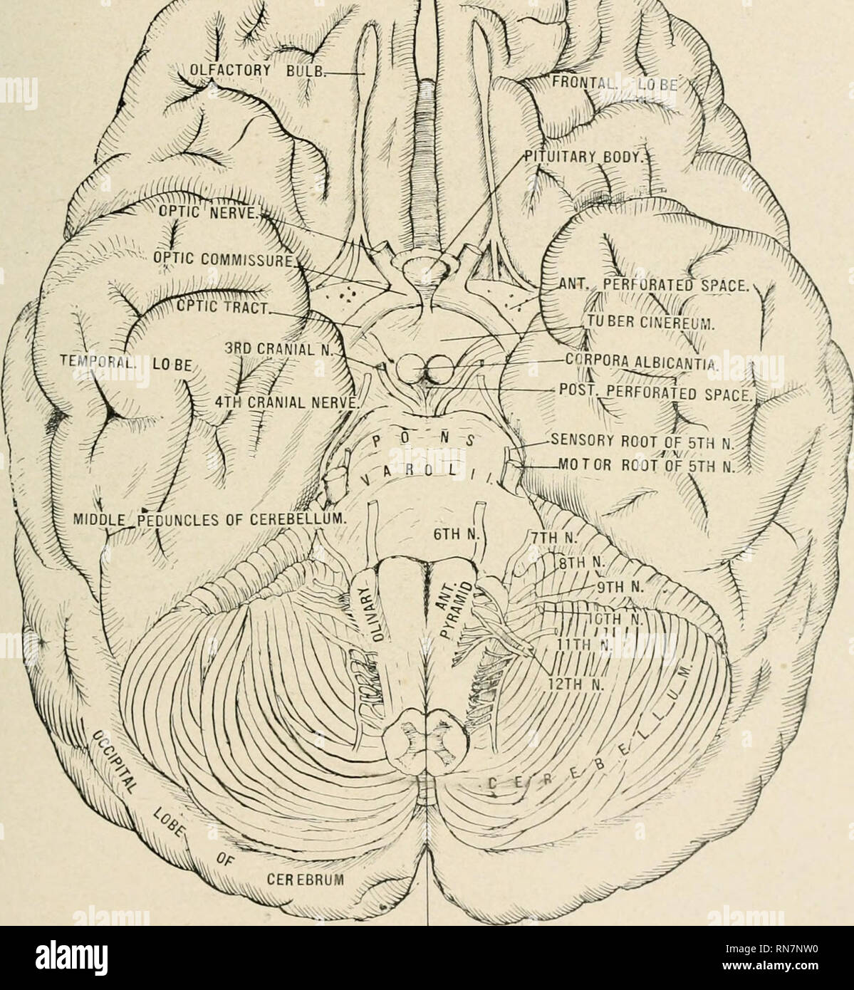 . Anatomy in a nutshell : a treatise on human anatomy in its relation to osteopathy. Human anatomy; Osteopathic medicine; Osteopathic Medicine; Anatomy. ANATOMY IN A NUTSHELL 367 of the diaphragma sella. Above it is the lamina cinerea, behind it is the tuber cinereum. On either side is the anterior perforated space. The optic tracts extend outward and backward from the chiasma to (1) the external gen- iculate body. (2) The posterior or inferior quadiigeminal body. (3) The PLATE CLXXXVII.. DESCUSSATION OF PYRAMIDS. Showing Superficial Origin of the Cranial Nerves. internal geniculate body. (4)  Stock Photo
