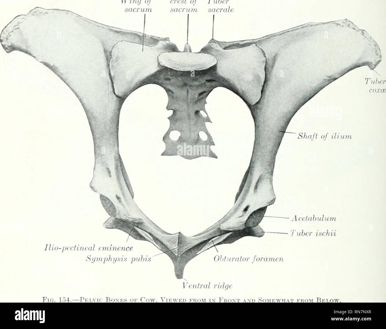 The Anatomy Of The Domestic Animals Veterinary Anatomy 152 Skeleton Of The Ox Little Forward The Anterior Border Is Marked L Y A Transverse Groove Which Ends Lielow The Rough Ilio Pectineal Eminence