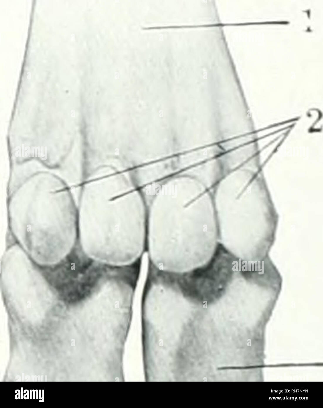 . The anatomy of the domestic animals. Veterinary anatomy. yg , 1.51.—Bon FOEE I.i Fig. 152.—Bone Fore Limb op Ox; L.I . VlJ 1, Distal end of metacarpal bone; 2, first phalanx: 3, proximal sesamoid bone; 4, second phalanx; 5, ex- tensor process of third phalanx; G, dorsal surface; 7, angle; S, distal sesamoid bone. 1, Metacarpal bone; 2, proximal sesamoid bones; 3, first phalanx; 4, second phalanx; 5, distal sesamoid bone; G, third phalanx. Near and on the extensor process are several relatively large foramina. The slope of the surface is very steep posteriorly, but in front it forms an angle  Stock Photo