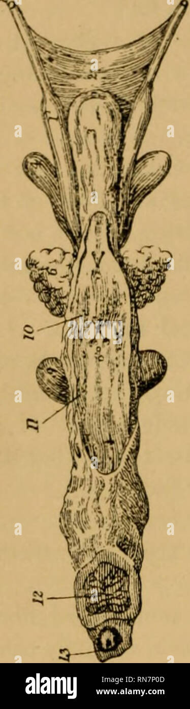 . The anatomy of the horse; a dissection guide. Horses. 348 THE ANATOMY