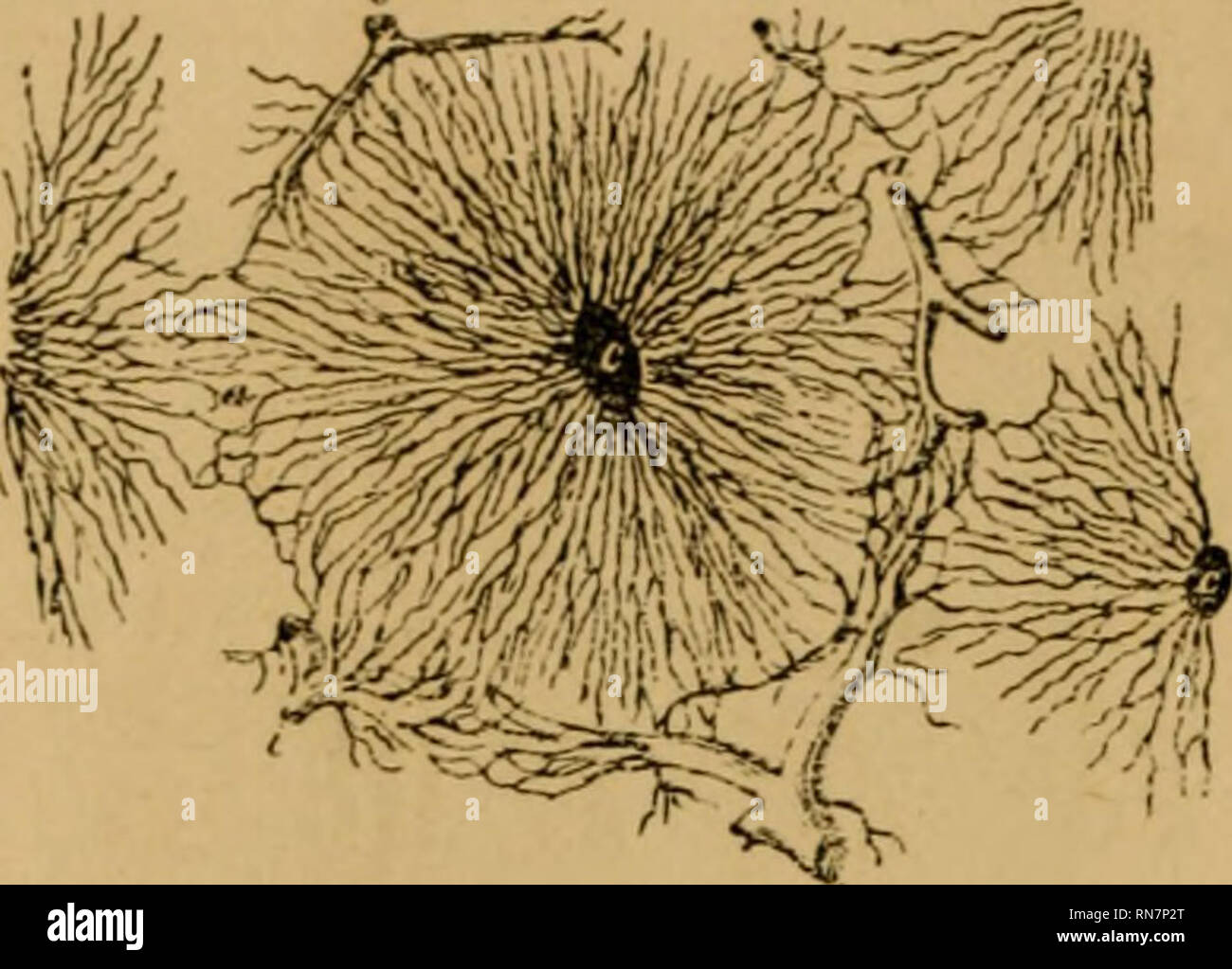 . The anatomy of the horse; a dissection guide. Horses. 332 THE AXATOMY