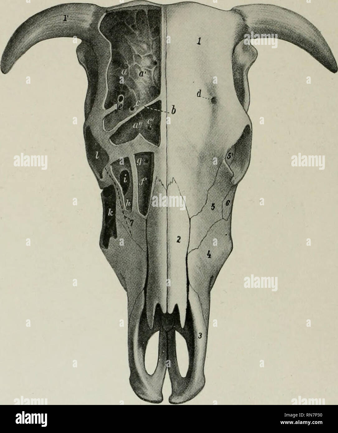 Ethmoidal Stock Photos & Ethmoidal Stock Images - Alamy