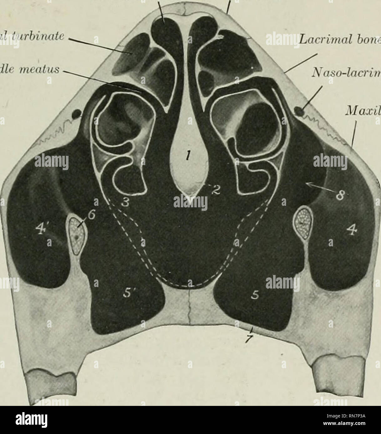 The Anatomy Of The Domestic Animals Veterinary Anatomy Skull Of The Ox As A Whole 143 Than The Rest Of The Floor The Ethmoidal Fossffi Are Smaller And The Hypophyseal Fossa