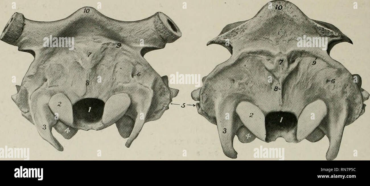 . The anatomy of the domestic animals. Veterinary anatomy. 142 SKELETON OF THE OX upper and lower parts than in the horse. The mastoid foramen is at the junction of the occipital and temporal bones; it is frequently very small.. ^^- Fig. 138.—Cranium of Jersey Cow, Nuchal View. The Fig. 139.—Cranium op Polled Angus Cow, Nuchal Greater Part of the Processus Cornus has been View. Sawn Off. 1, Foramen magnum; 2, occipital condyle; 3, paramastoid proceas; 4, bulla ossea; 5, meatus acustieus externus; 6. mastoid foramen; 7, external occipital protuberance; 8, median occipital crest; 9, linea nucha Stock Photo