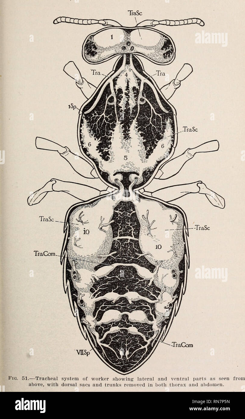 The anatomy of the honey bee. Insects; Bees; Bees Anatomy; Honeybee Anatomy.  THE RESPIRATORY SYSTEM. 117. Please note that these images are extracted  from scanned page images that may have been