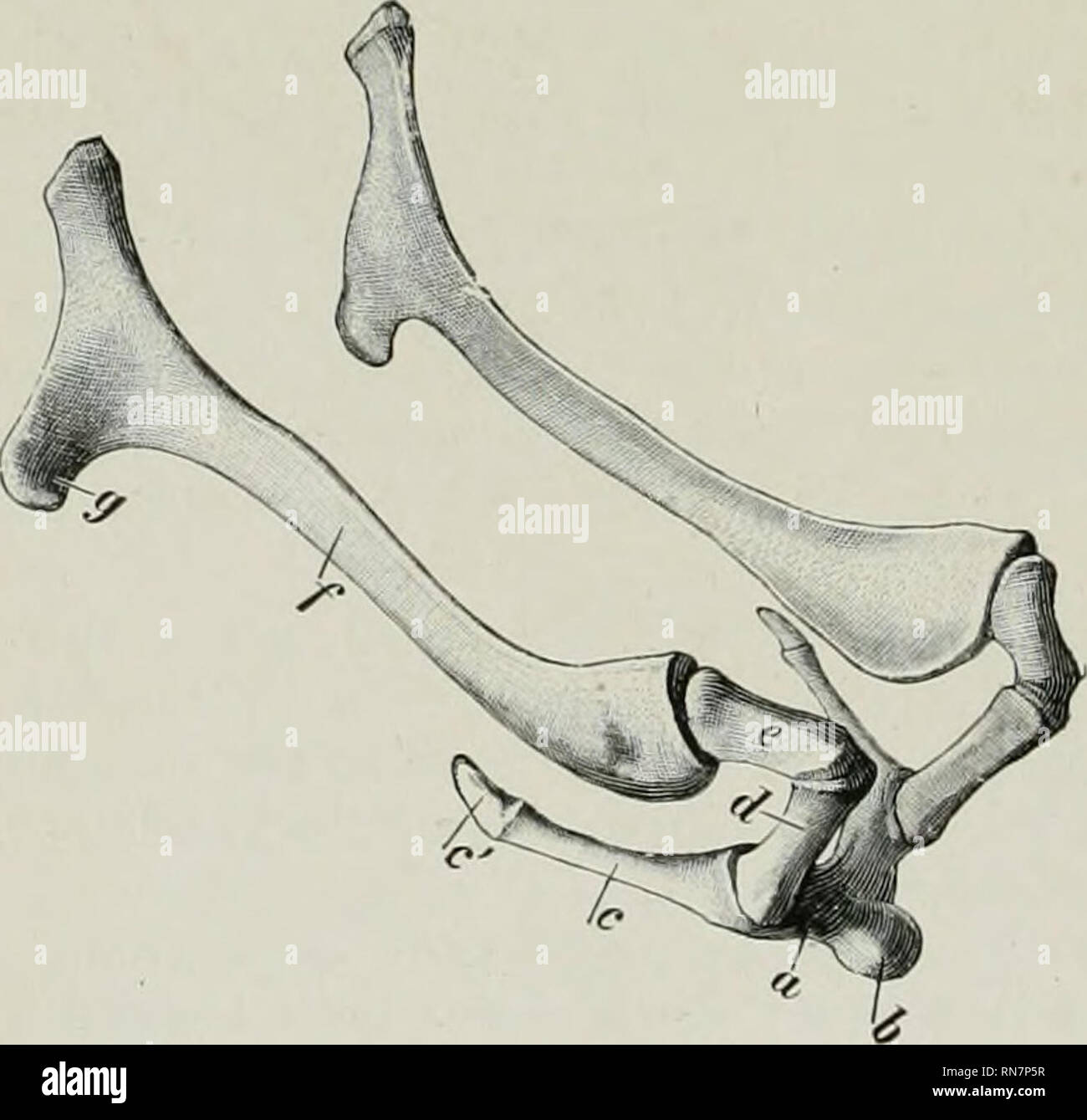 . The anatomy of the domestic animals. Veterinary anatomy. r