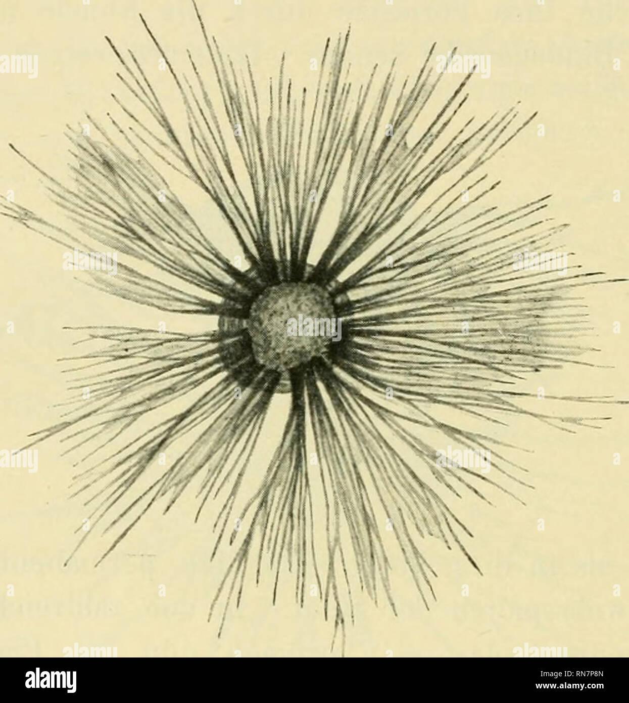 . Anatomischer Anzeiger. Anatomy, Comparative; Anatomy, Comparative