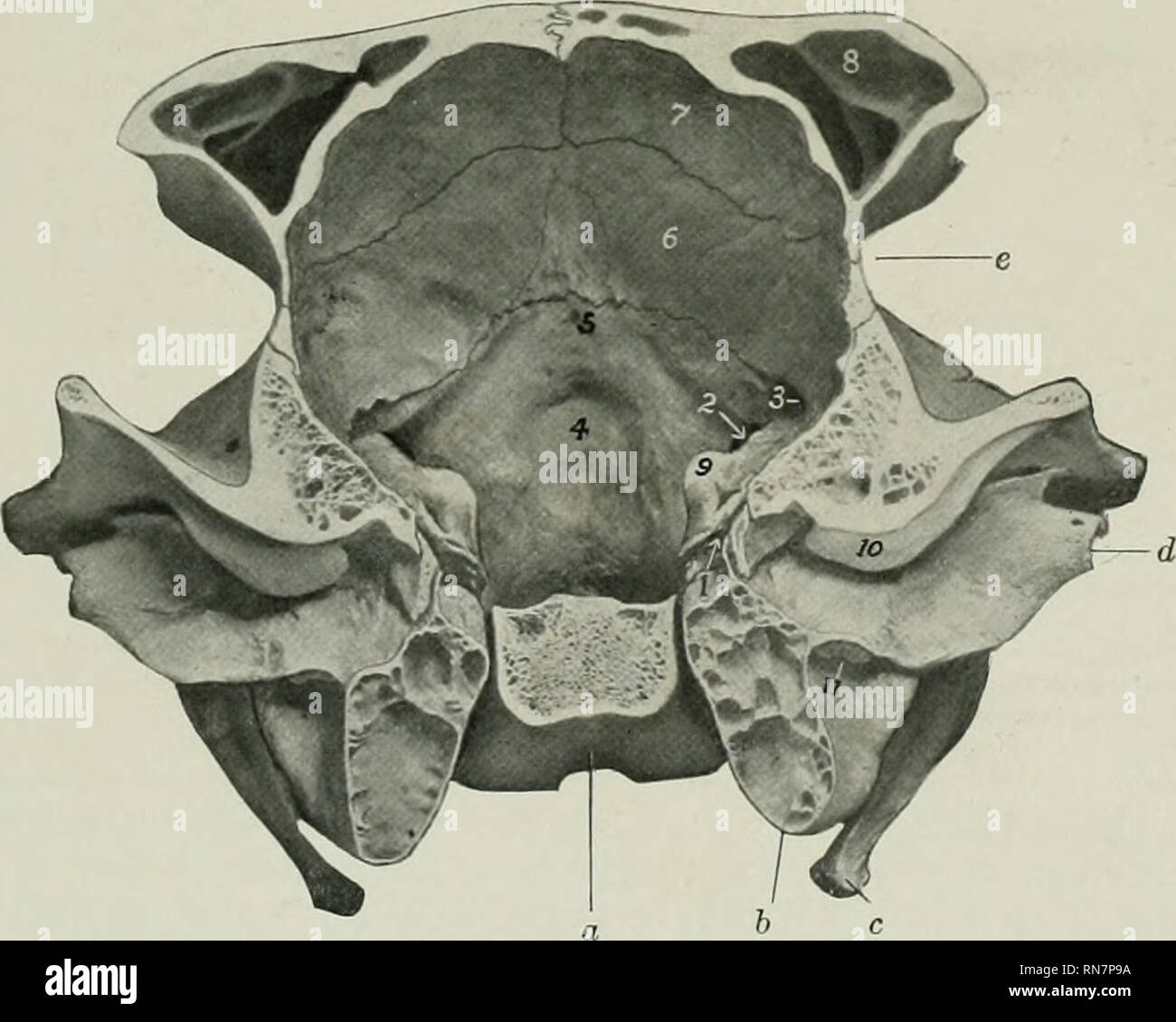 . The anatomy of the domestic animals. Veterinary anatomy. Fig. 130.—Cross-section of Cranium of Ox. The section cuts the posterior part of the temporal condyle and is viewed from behind, a, Body of sphenoid; 6, bulla ossea; c, temporal condyle; 1, dorsum sellse; 2, foramen ovale; 3, hypophyseal or pituitary fossa; 4, foramen orbito-rotundum; 5, optic foramina: 0. crista galli; 7, cribriform plate of ethmoid; S, orbital wing of sphenoid; 9, temporal wing of sphenoid; 10, internal plate of frontal bone; 11, frontal sinus; 12, temporal process of malar bone.. Fig. 131.—Cross-section of Cranium o Stock Photo