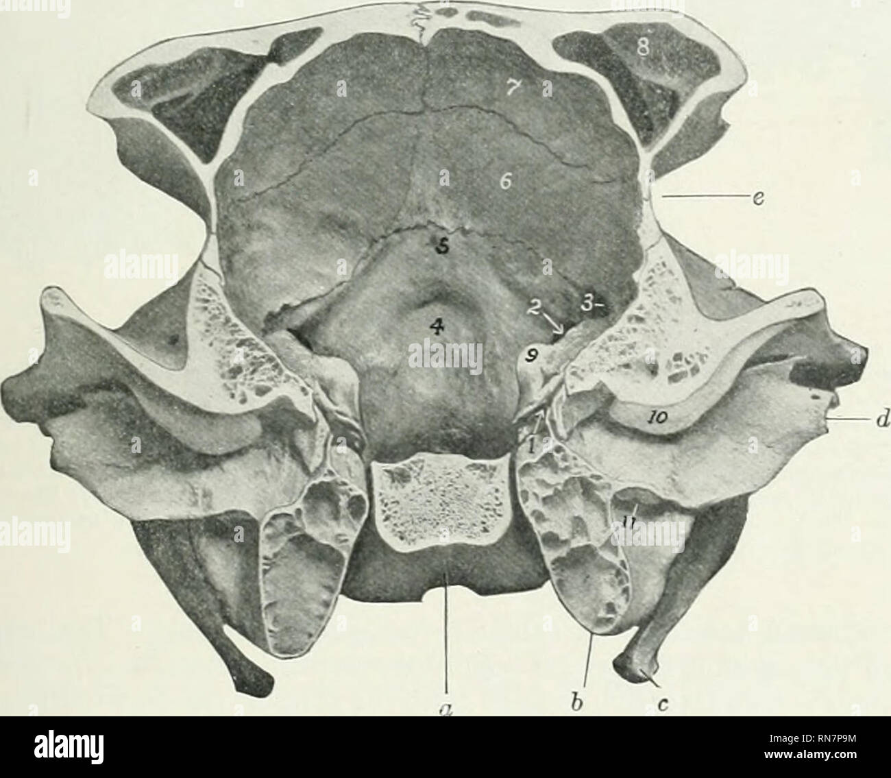 . The anatomy of the domestic animals. Veterinary anatomy. FjG.^iSO:—Cross-section of Cranium of Ox. The section cats the posterior part of the temporal condyle and is viewed from behind, a, Body of sphenoid; 6, bulla ossea; r, temporal condyle; 1, dorsum sellse; 2, foramen ovale; 'S. hj-pophyseal or pituitary fossa; 4. foramen orbito-rotundum; 5, optic foramina; 6, crista galli; 7. cribriform plate of ethmoid; S. orbital wing of sphenoid; 9, temporal wing of sphenoid; 10. internal plate of frontal bone; 11. frontal sinus; 12, temporal process of malar bone.. Fig. 131.—Cross-section of Craniu. Stock Photo