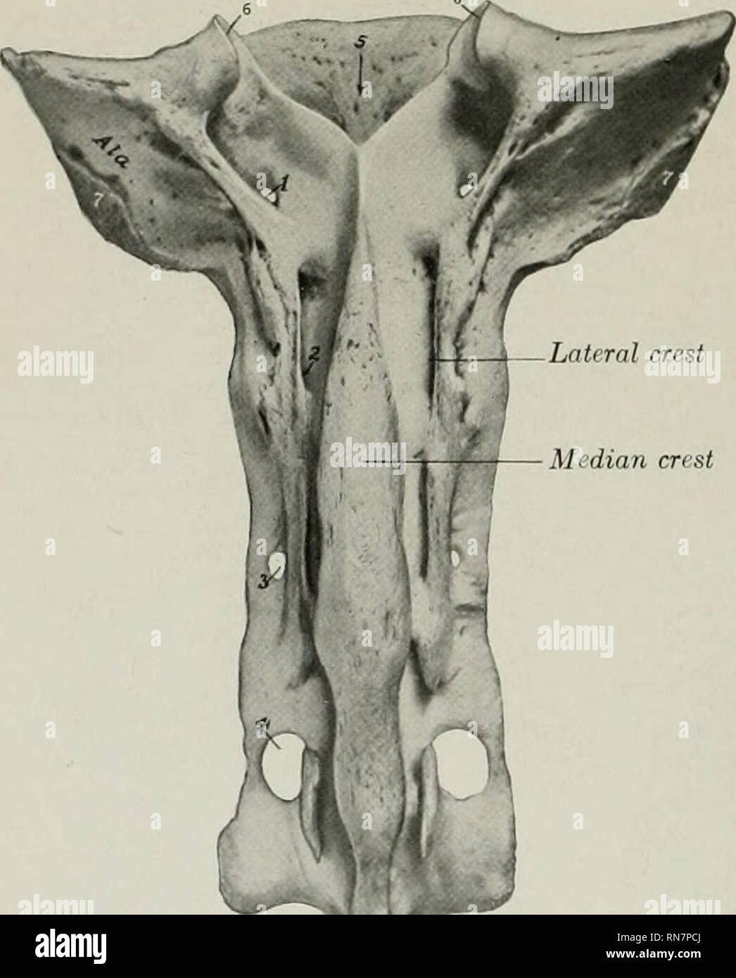 . The anatomy of the domestic animals. Veterinary anatomy. processes: 5. spinous process; C, transverse process. Median crest ess is thick and strong, and l)ears a rounded mammillary process (except at the posterior end of the series); the last two, although prominent, do not always articu- late with the ribs. The spinous process is long. The first is much higher than in the horse, the next two are usu- ally the most prominent, and be- hind this there is a very gradual diminution in height. The back- ward slope, slight at first, in- creases to the tenth; the last is vertical and lumbar in char Stock Photo