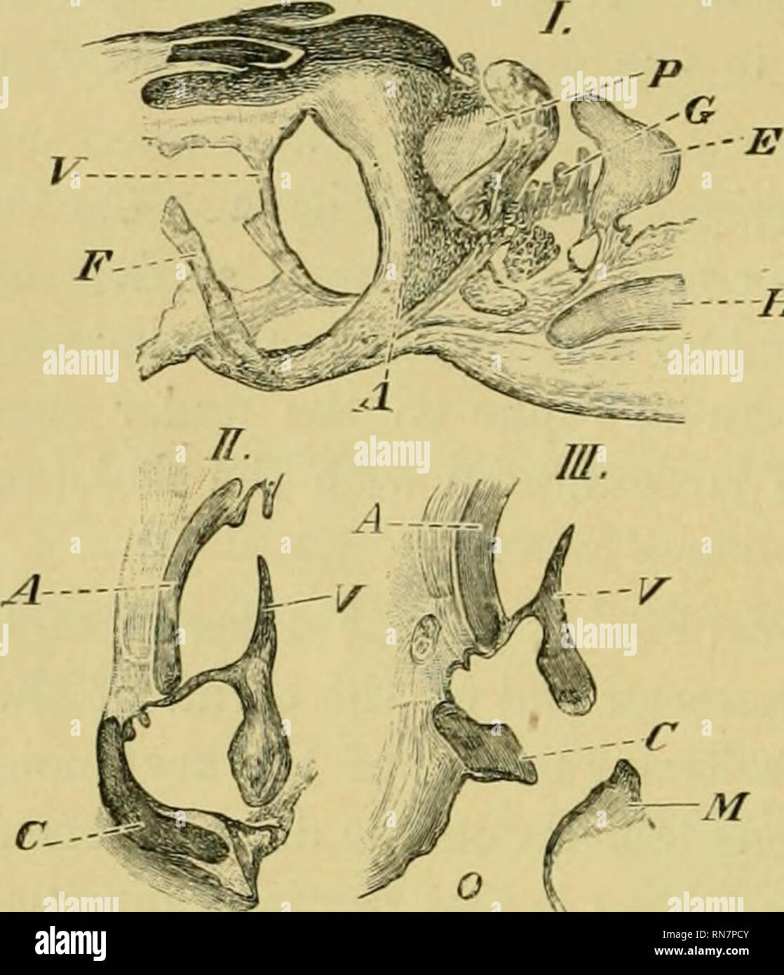 The anatomy of the frog. Frogs -- Anatomy; Amphibians -- Anatomy. 316 THE  LAKYNX, LUNGS, VOCAL SACS, ETC. Fie. 206. H. The anterior and posterior  borders are not parallel but are