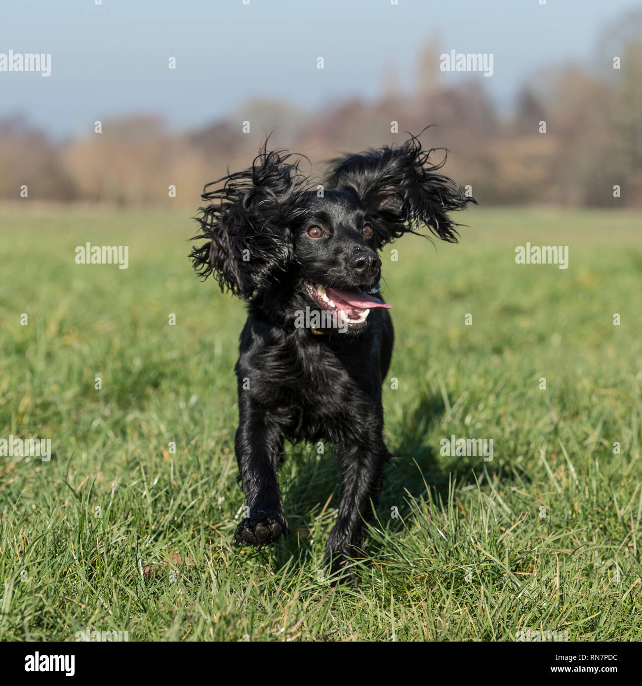 english cocker spaniel dog Stock Photo