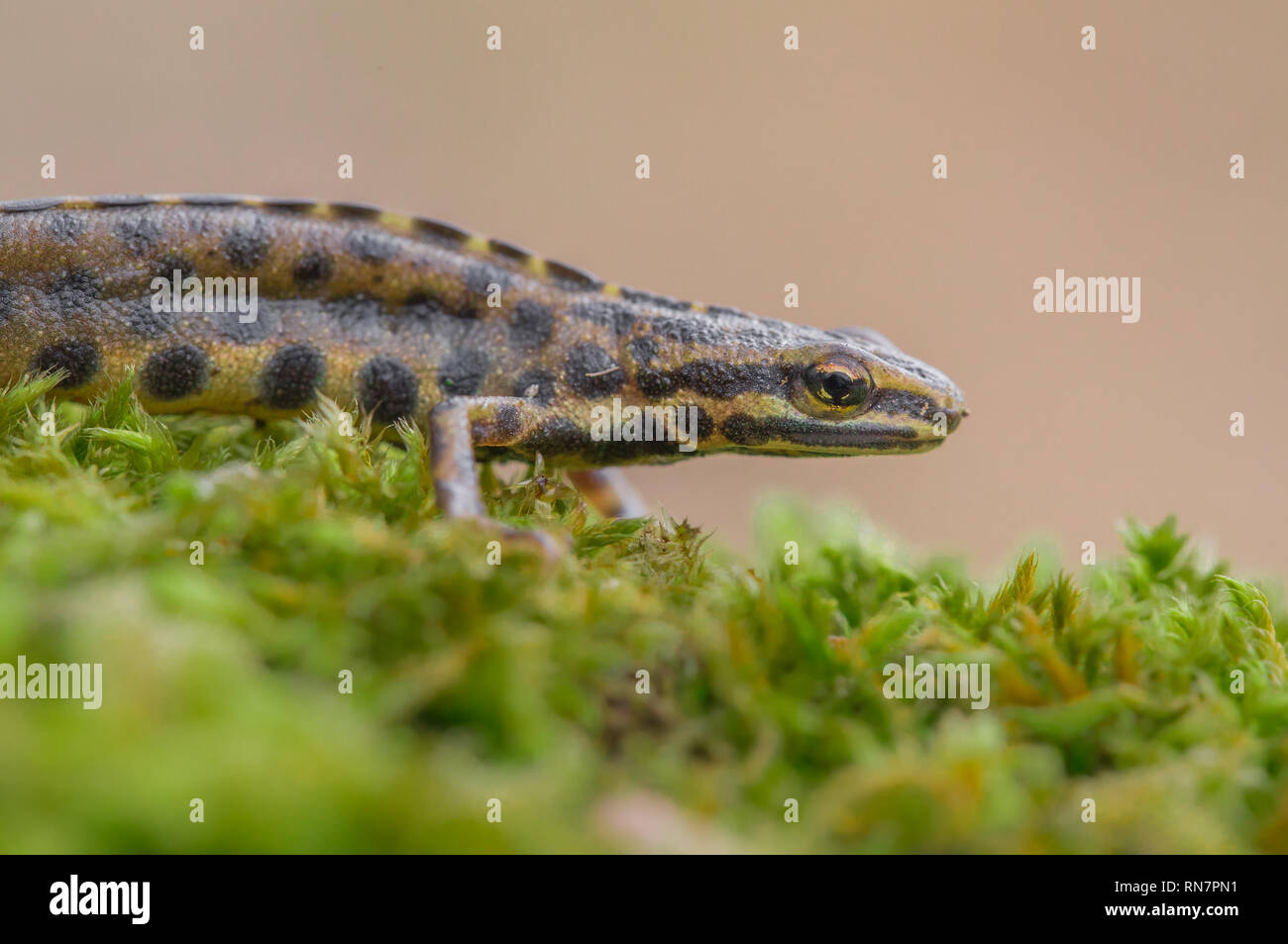 The smooth newt, also known as the common newt Lissotriton vulgaris formerly Triturus vulgaris in Czech Repiblic Stock Photo