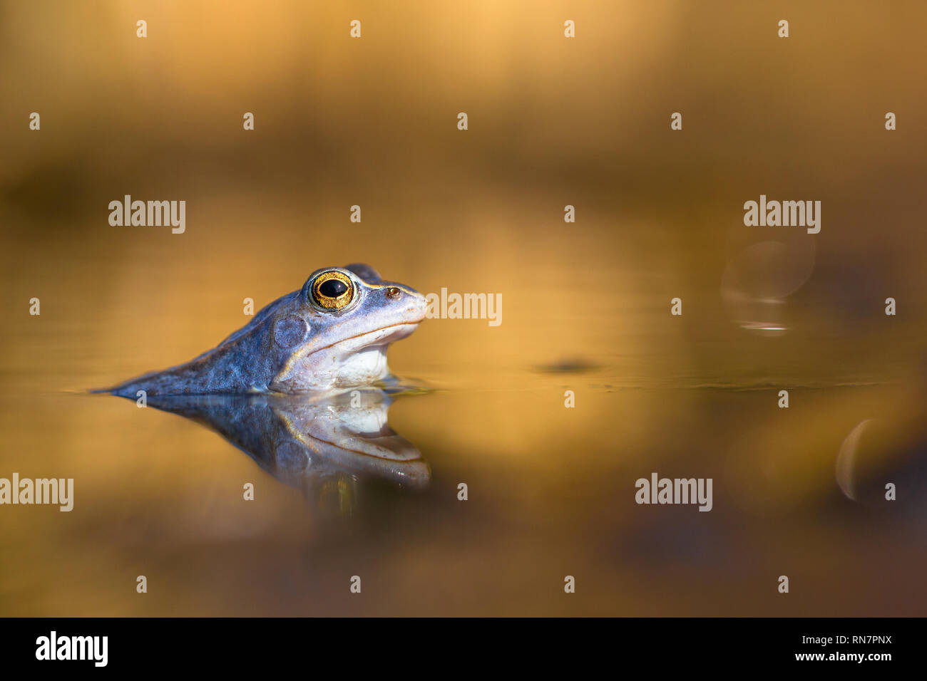 Male of The Moor frog Rana arvalis in Czech Republic Stock Photo