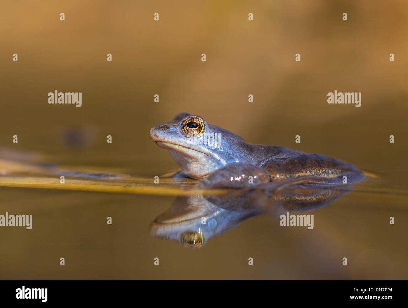 Male of The Moor frog Rana arvalis in Czech Republic Stock Photo