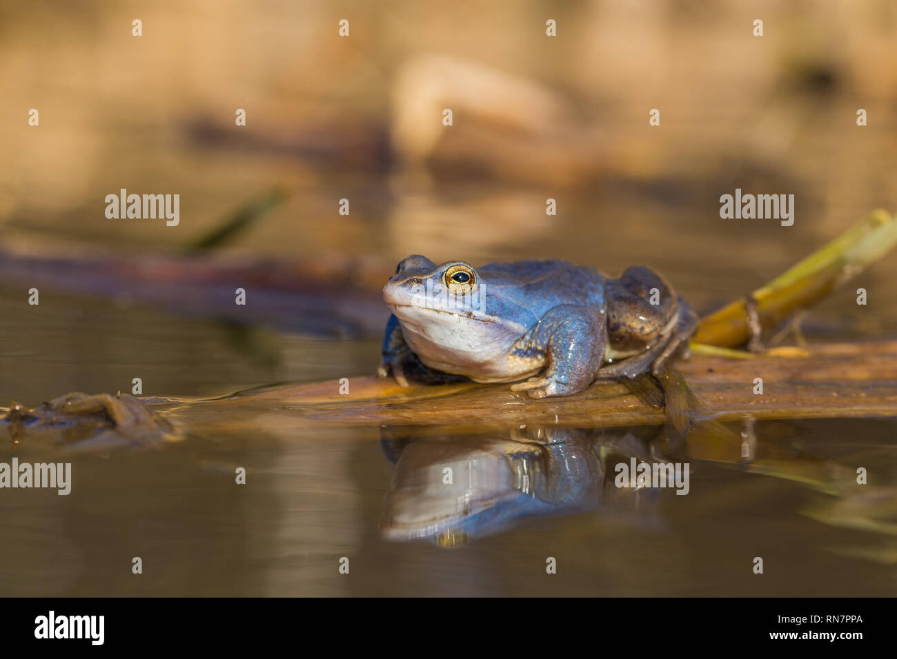 Male of The Moor frog Rana arvalis in Czech Republic Stock Photo
