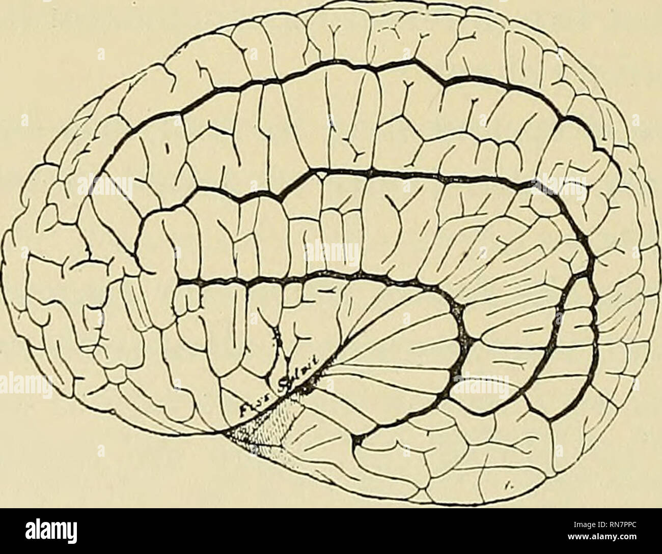 The anatomy of the central nervous system of man and of vertebrates in  general. Neuroanatomy; Central Nervous System. Fig. 145.—Brain of a bear.  The frontal lobe is shaded. (After Turner.) ment, image size:1300x1089