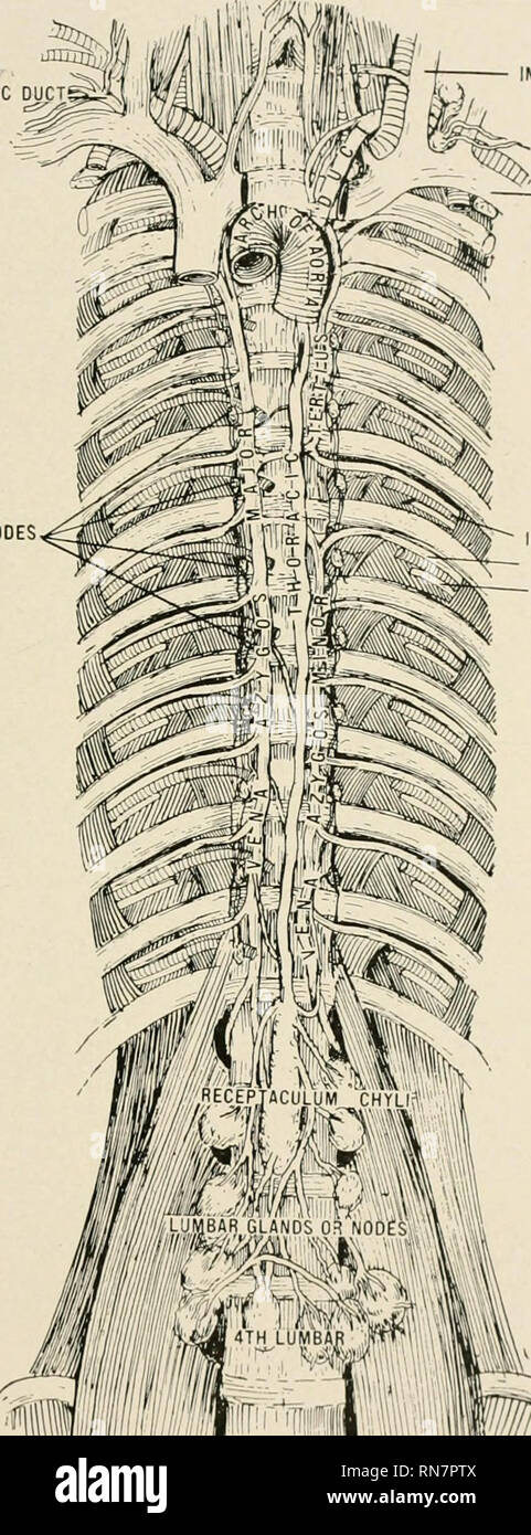 Internal Jugular Vein Stock Photos Internal Jugular Vein