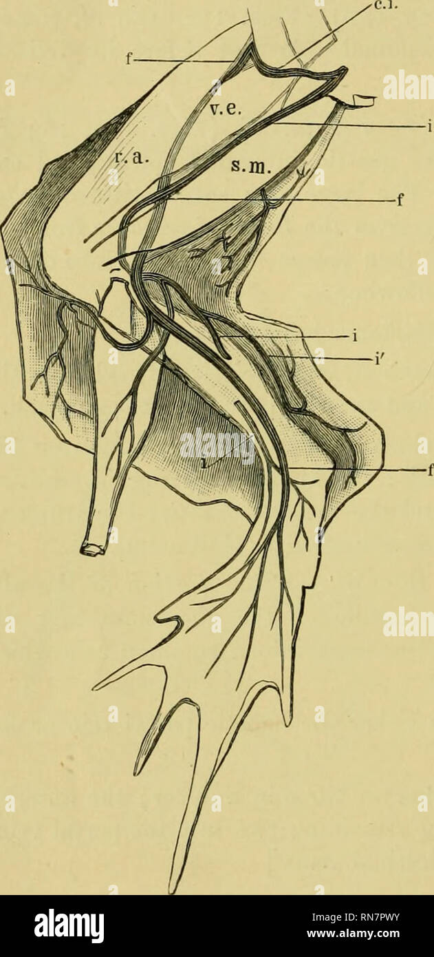 The Anatomy Of The Frog Frogs Anatomy Amphibians Anatomy 250 The Vascular System The Vein Here G Ives Off The Bamns Covimunicam Ihaciv To The Sciatic Vein And Turns Forwards