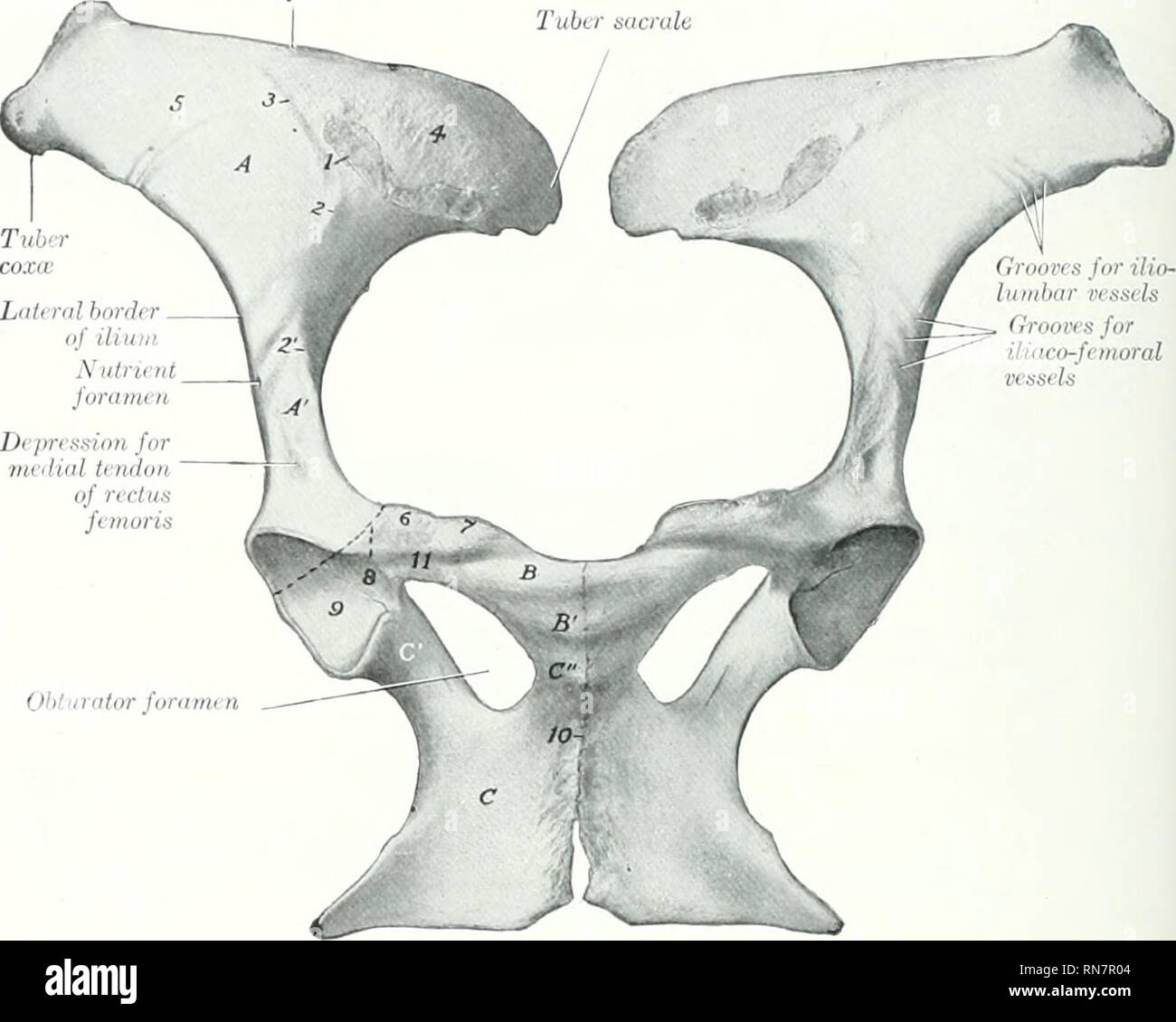 Unit 36 Gluteal Region Post Thigh And Popliteal Fossa At Saint Louis University Studyblue