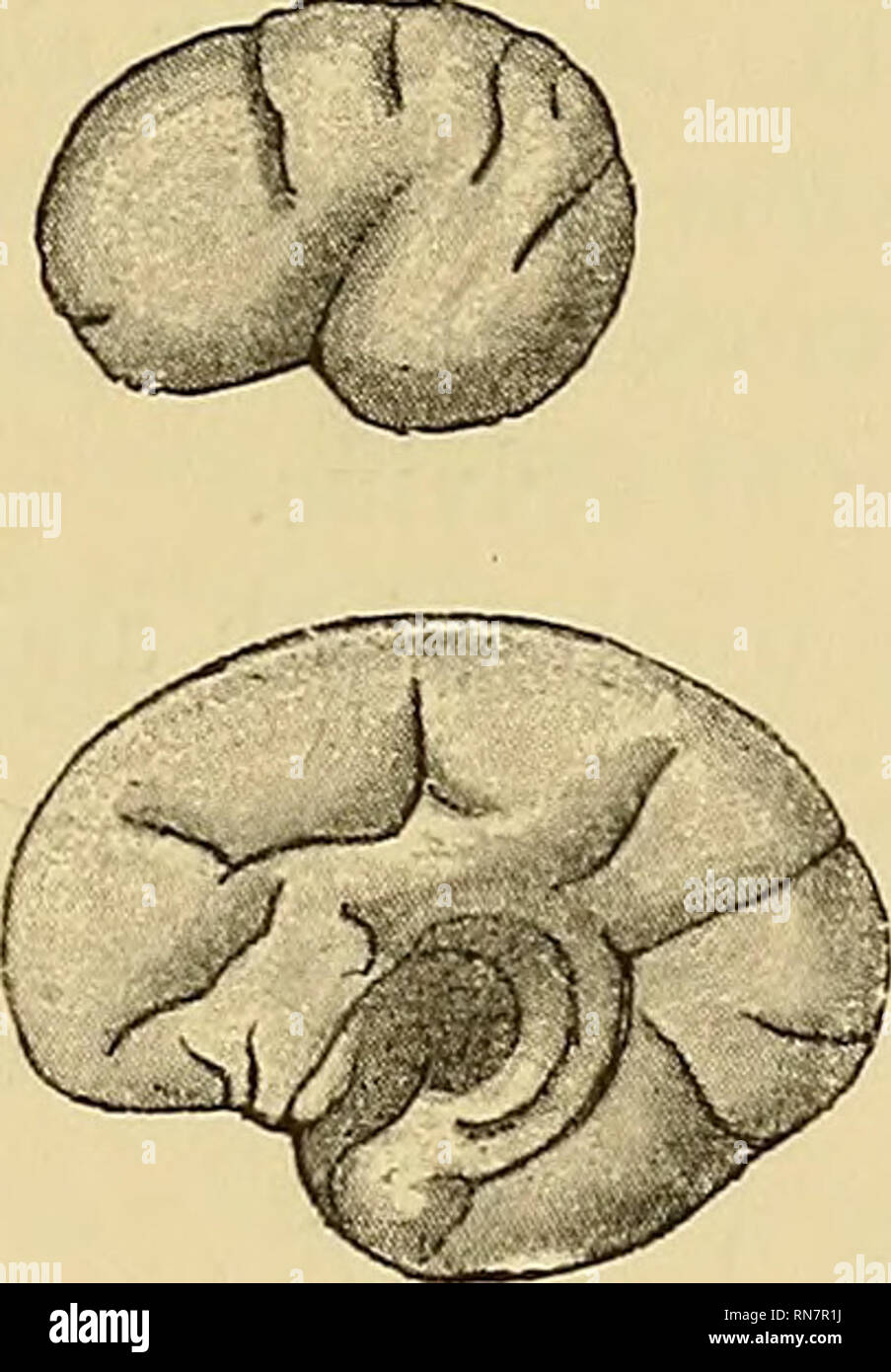 Cérebro Humano Isolado Em Branco. Vista Dorsal. Ilustração do Vetor -  Ilustração de humano, fissura: 281939106, image size:903x1390