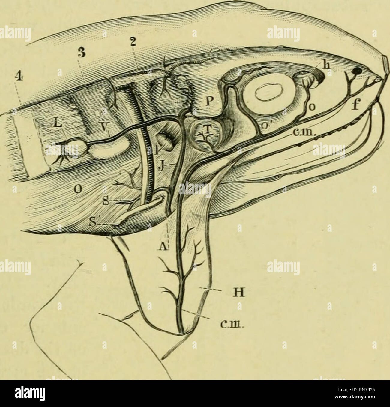 . The anatomy of the frog. Frogs -- Anatomy; Amphibians -- Anatomy. THE VEINS. 243 (i) The internal jugular vein [Fe^ia jtigularis), (Fig. 160 J) can be traced from the border of the M. levator scapulae upwards and forwards to the hinder part of the prootic bone : it then passes forwards under the lateral process of the prootic, in a groove on the anterior surface of the same bone, towards the hinder angle of the orbit, where it receives the veins from the cranial cavity (see vessels of brain, p. 165), and also a branch from the orbit. Fig. 160.. A Innominate vein. 0' cm. Cutaneous vein. P f N Stock Photo