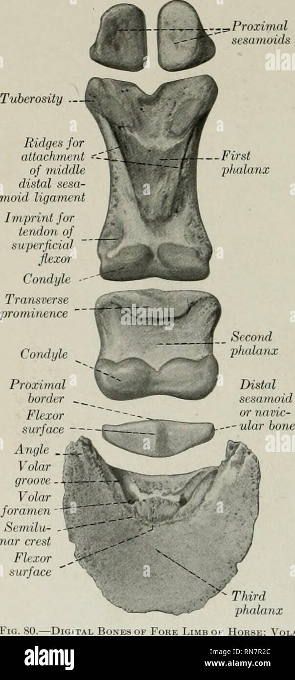 The Anatomy Of The Domestic Animals Veterinary Anatomy 102 The Skeleton Of The Horse Proximal Tuberosity Remarked That The Bone Is Twisted Slightly When Placed Volar Surface Down On The Table