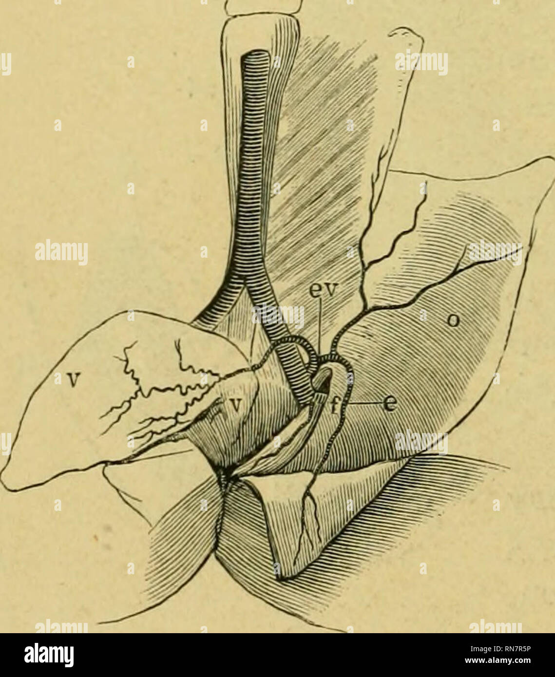 . The anatomy of the frog. Frogs Anatomy; Amphibians Anatomy. 236