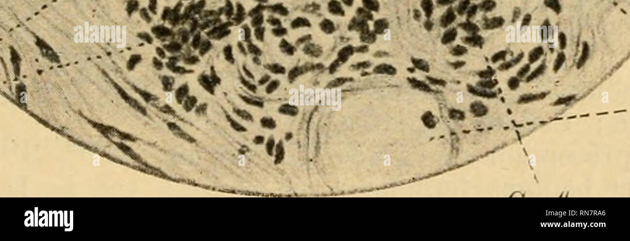Anatomischer Anzeiger Anatomy Comparative Anatomy Comparative W Tmmmw F C C Fig 9 Culture De Ganglion Anatomischer Anzeiger Anatomy Comparative Anatomy Comparative W Tmmmw F C C Fig 9 Culture De Ganglion