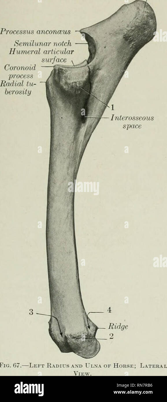 . The anatomy of the domestic animals. Veterinary anatomy. THE RADIUS 91 is correspondingly