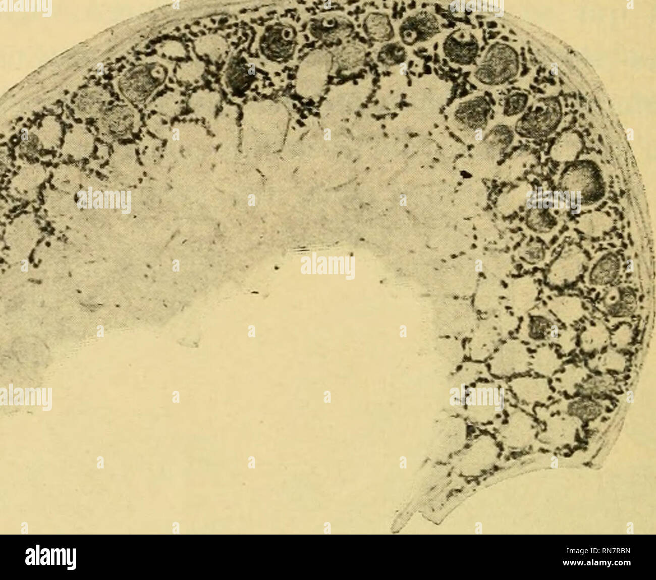 Page 7 Spinal Ganglion High Resolution Stock Photography And Images Alamy