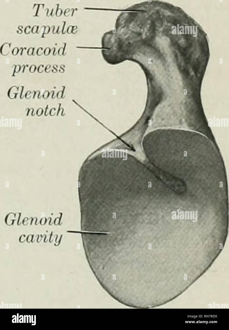 Fossa infraspinosa des Schulterblatts