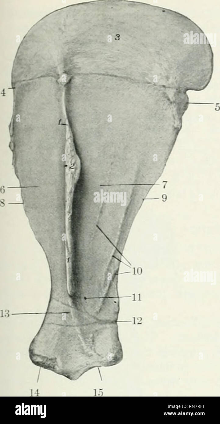 Huesos frontales de la pierna del caballo - Anatomía equina del caballo -  aislado en blanco — Foto de stock #75786921 © decade3d, image size:722x1390