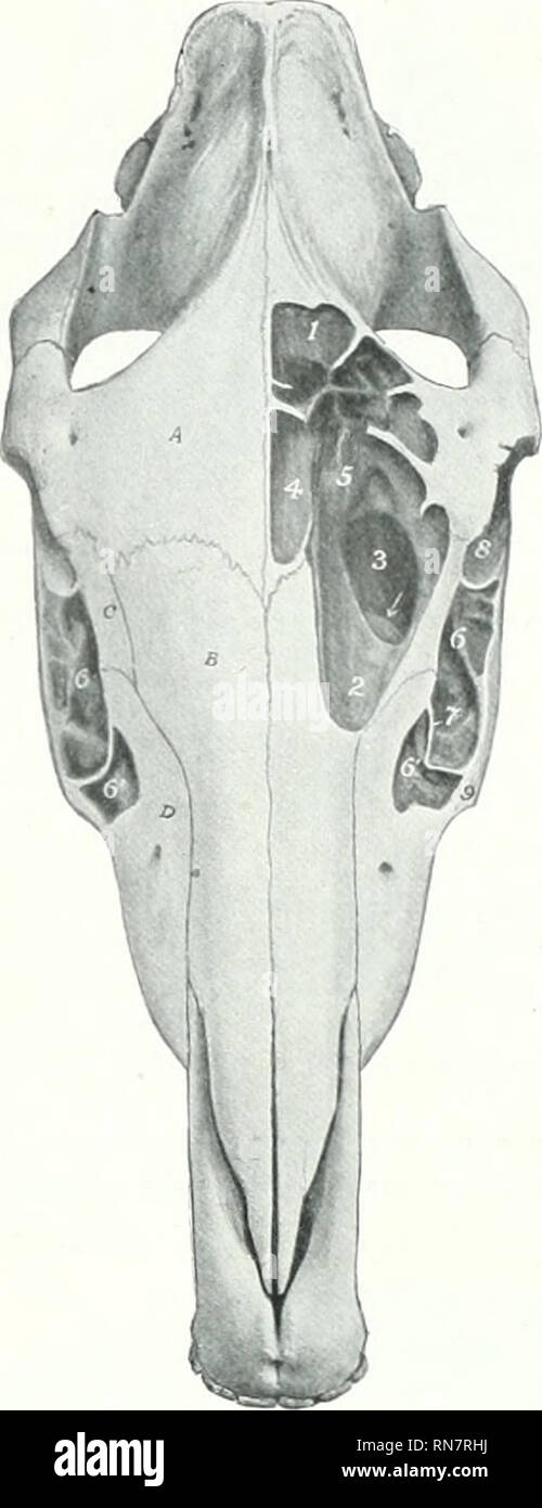 Nasal Aperture Dog