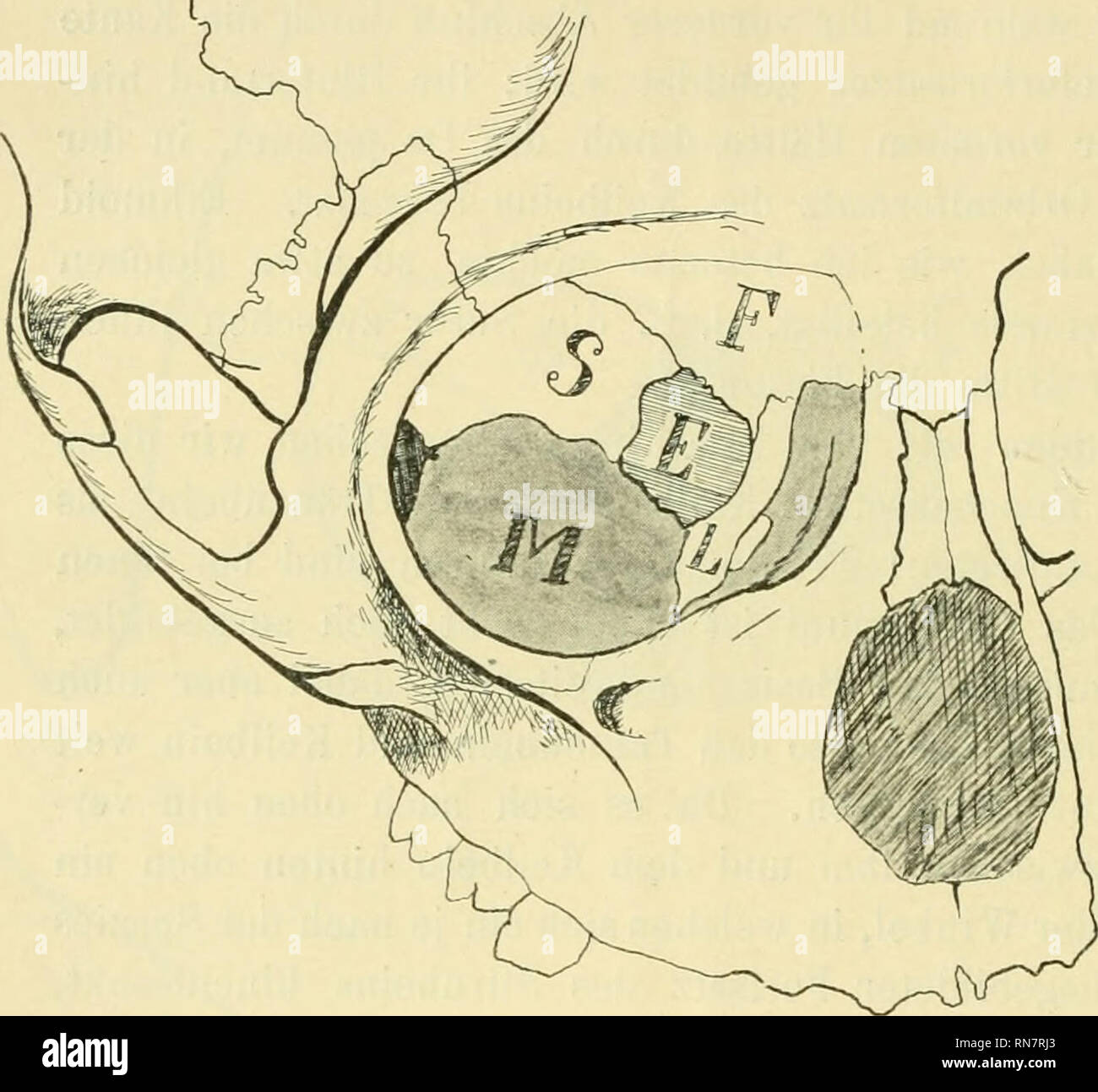 Anatomischer Anzeiger Anatomy Comparative Anatomy Comparative 378 Kurz Die Umanderungen Betrachten Welche Zu Der Spezifischen Form Der Menschlichen Orbita Fuhrten Ein Hauptunterschied Ist Die Abweichende Form Des Orbitalbodens Die Affenorbita Ist