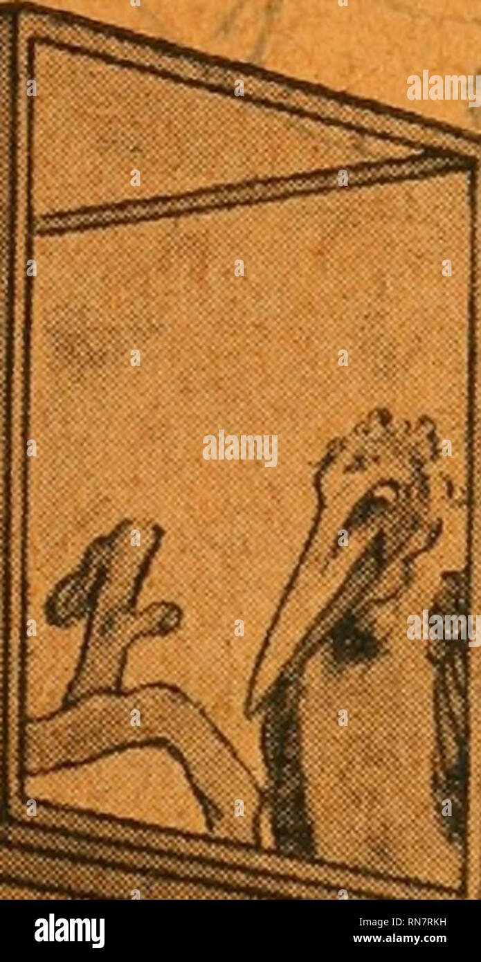 . Anatomischer Anzeiger. Anatomy, Comparative; Anatomy, Comparative. ANATOMISCHER ANZEIGER 54. Band. ^ 12. Dezember 1921. r^ Nr. 23;24. Die Altonaer Sammlungsschpank-Fabrik liefert preiswert: MUSEUMS- SCHRÄNKE, Schau-PufteuVitrinen, -^ Jnstrumenten-Schränke, Bibliotheks-Einpichtunäen. &quot;^ Krankenhaus-Einrichtunaen etc. ^ CARL MEIER,ALTONAyt X Jnh.WilhelmMeier , Gerberstr. 30-32.. Oscar Rothacker, Buchhandlung für Medizin Berlin N. 24 Wir suchen zu hohen, den Zeitverhältnissen angepaßten Preisen zu kaufen: vollständige Reihen und zum Teil auch einzelne Bände von: Anatomischer Anzeiger, Ar Stock Photo