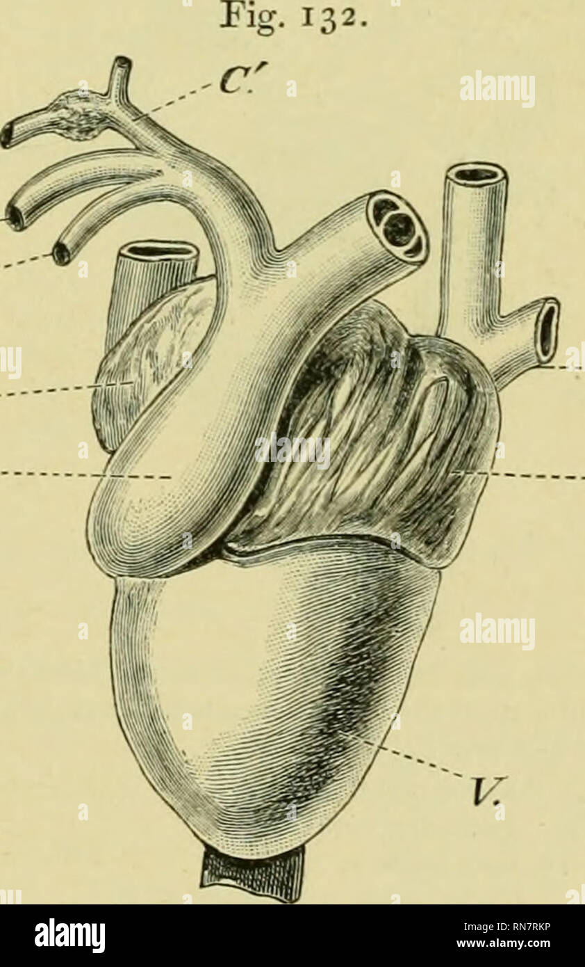 . The anatomy of the frog. Frogs -- Anatomy; Amphibians -- Anatomy ...