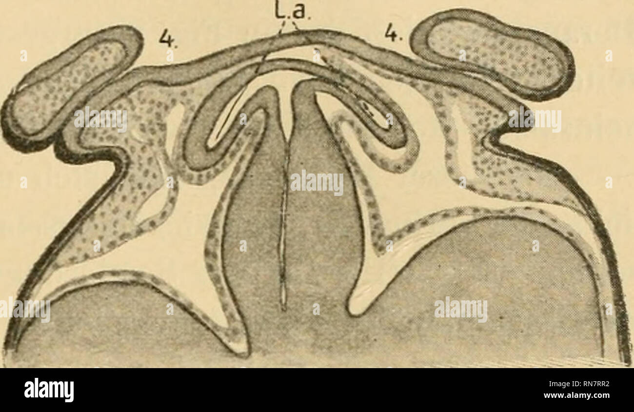 . Anatomischer Anzeiger. Anatomy, Comparative; Anatomy, Comparative. 501. Fig. 2. Fläche so nahe, daß zwischen ihnen lediglich ein winziger Spalt verbleibt. Dieser Spalt repräsentiert das Lumen des Oesophagus, als unmittelbare Fortsetzung der Branchialhöhle. Allein, bevor die rechte und die linke Branchialhöhlenwand sich im bezeichneten Punkte gegen- seitig treffen konnten, bildet jede von ihnen eine erheb- liche Ausstülpung. Diese Aus- stülpungen stellen die eigent- lichen Lungenanlagen dar. Auf Frontalschuitten erschei- nen sie in Gestalt von Falten der kaudalen Branch ialhöhlen- wände. Mit  Stock Photo
