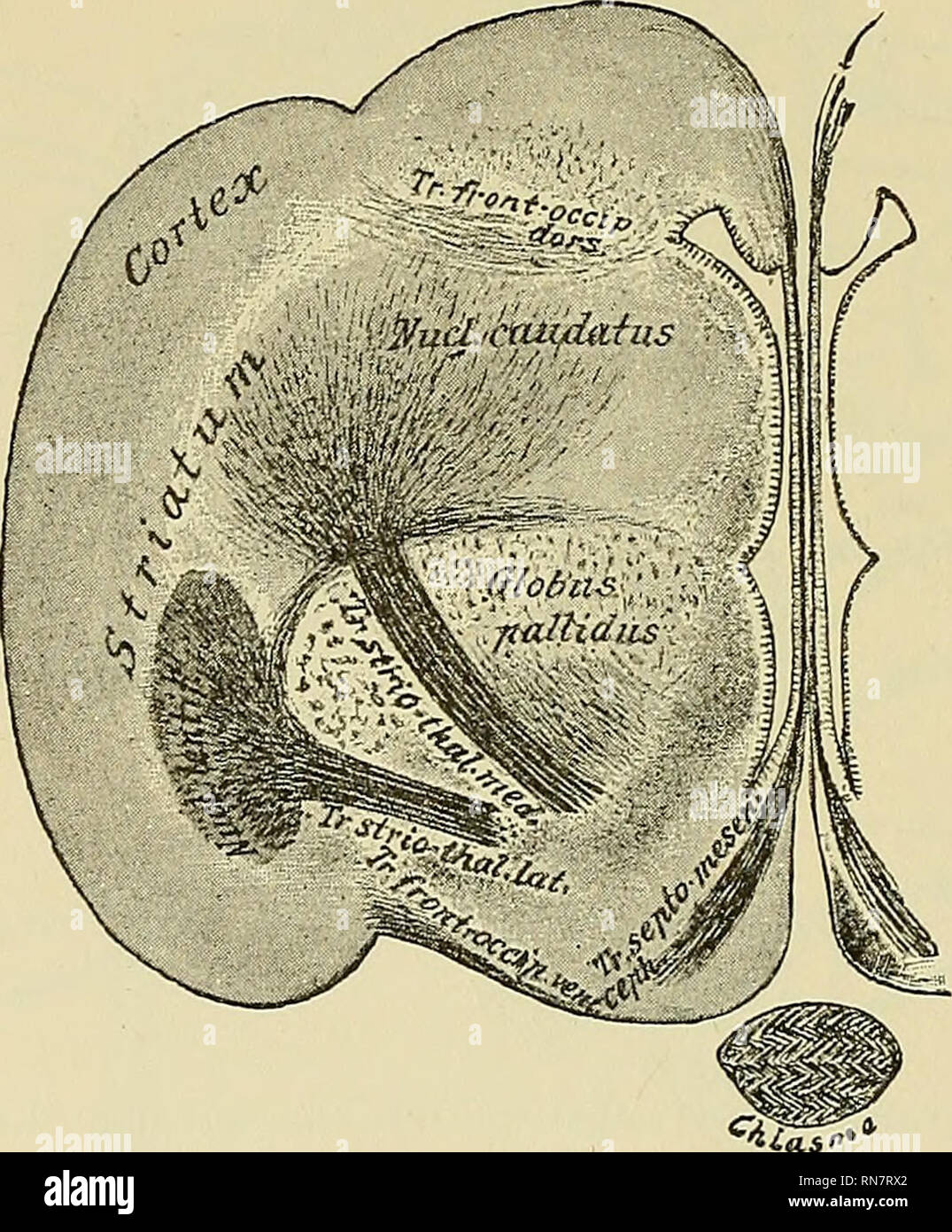 Basal Ganglia - Draw it to Know it, Neuroanatomy 