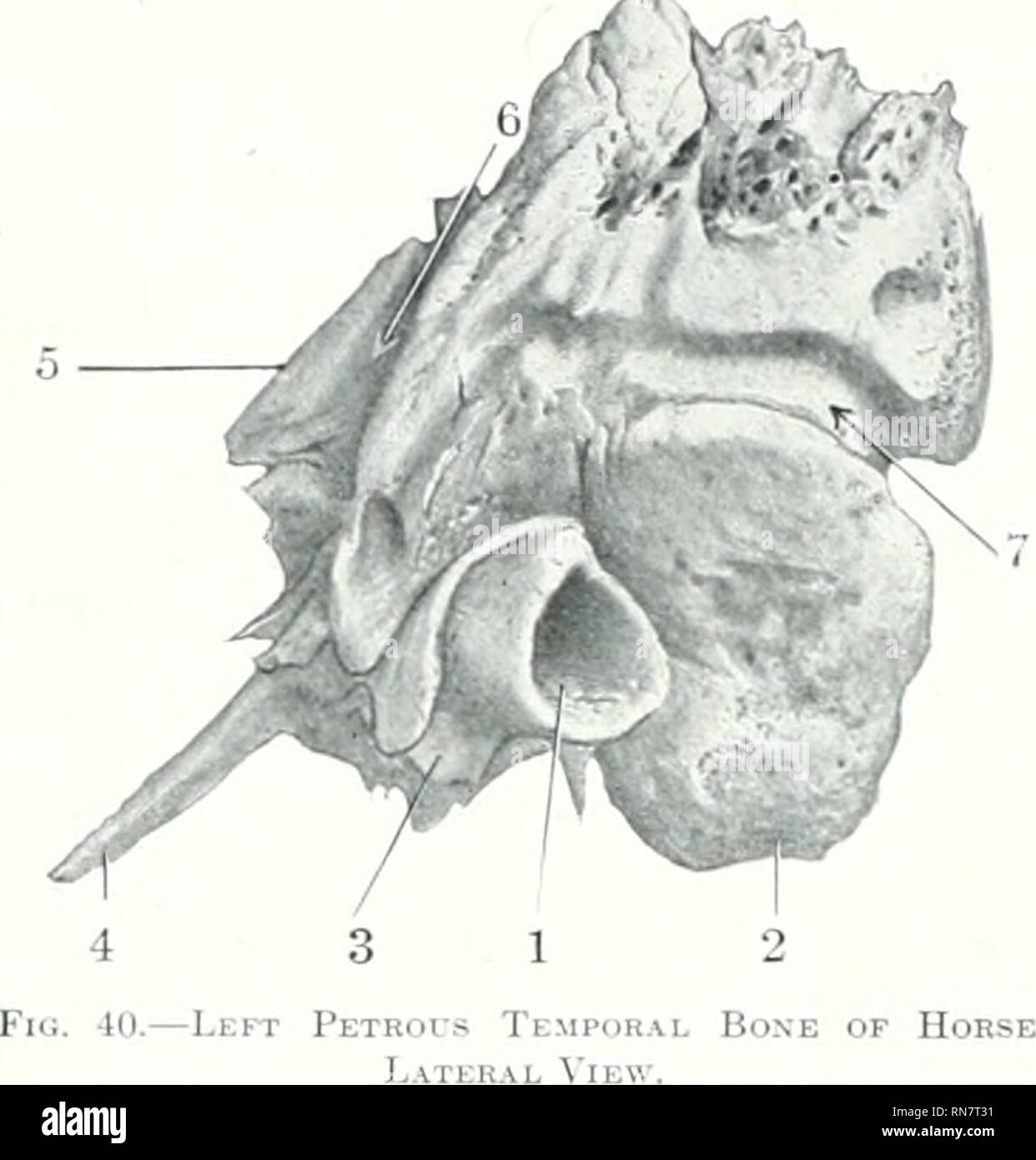 Mastoid Bone Diagram